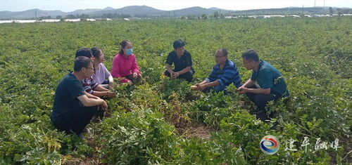 送到田間地頭的農業科技服務
