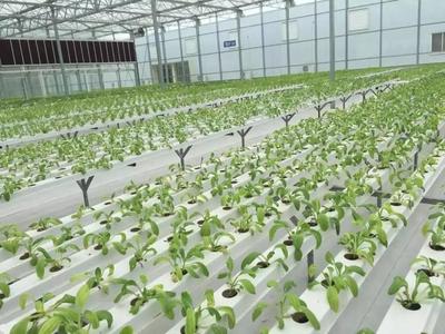 數(shù)字化推動品牌農(nóng)業(yè)發(fā)展;中國農(nóng)產(chǎn)品出口將遭遇4大難題