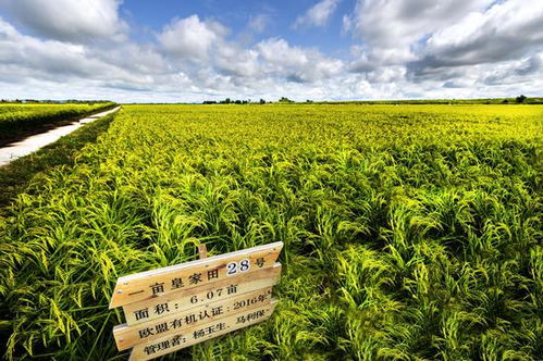 第二屆中國 黑龍江國際大米節黑龍江優質大米品牌網絡評選活動開啟 快為金禾投票吧